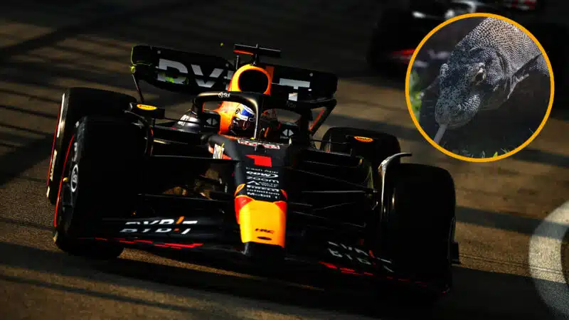 Verstappen Lizard